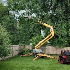 Best Tree and Shrub Care  in Olivehurst, CA