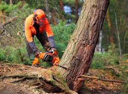 Best Tree Preservation Services  in Olivehurst, CA