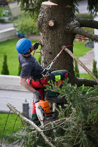 Trusted Olivehurst, CA Tree Care  Experts